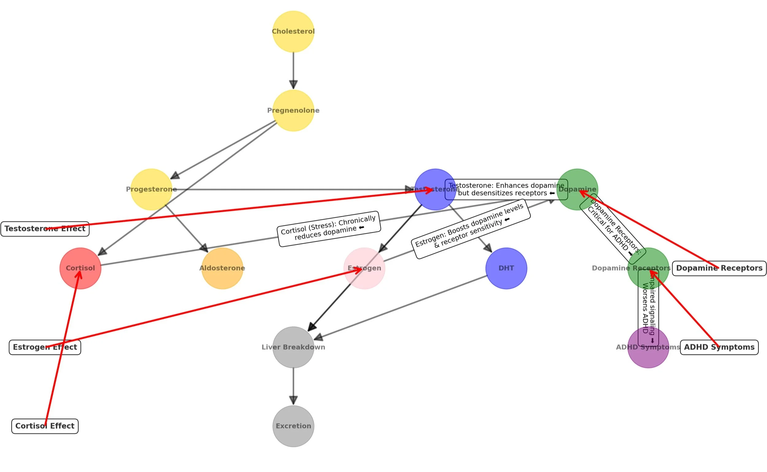 Hormonal interaction diagram linking cholesterol to ADHD symptoms, showing pathways through hormones like cortisol, testosterone, and dopamine, with connections impacting dopamine receptors.