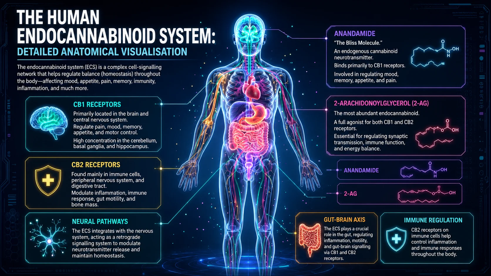 centre display endocannabinoid system endocannabinoid system 24c1b2e3